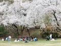 每年春天，赏樱的游客络绎不绝