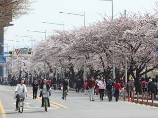 每年4月上旬召开的首尔最大的樱花节