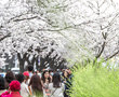 首尔的樱花怒放了