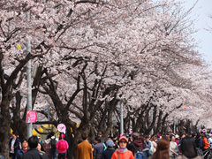 首尔汝矣岛樱花盛开了！