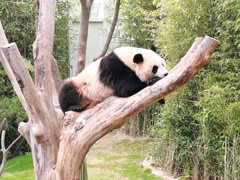 4月21日爱宝乐园“熊猫世界”开馆