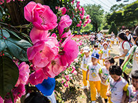 首尔大公园四万株玫瑰花开啦！