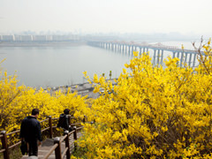 首尔正式步入开花季！赏花的又一个好地方